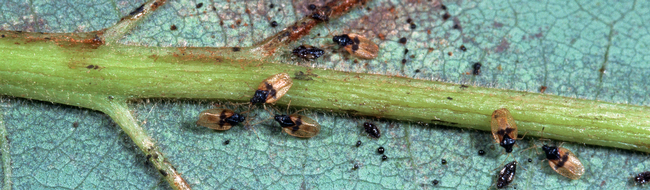 avocado lace bug