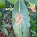 ALB-Leaf-Damage-Low-Res