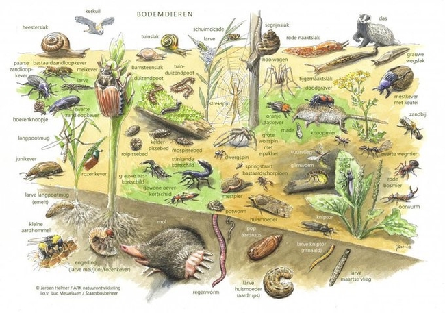 soil fauna