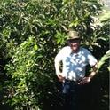 Steve Howerzyl in his high density avocado grove.