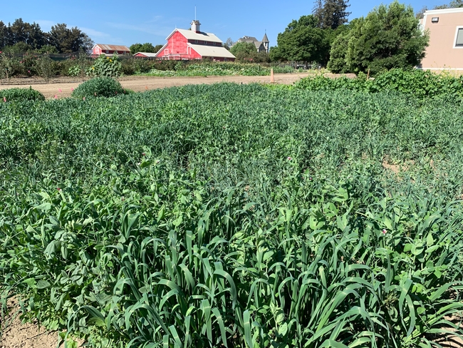 cover crop grasses and peas