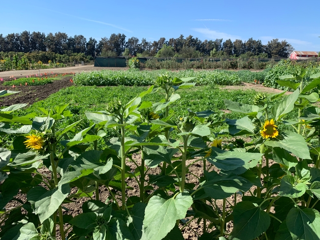 cover crop trail Hansen