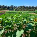 cover crop trail Hansen