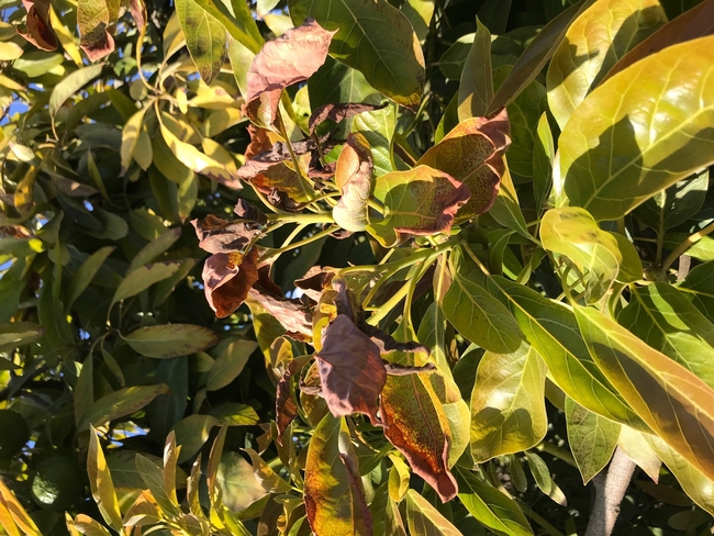 frost damage leaves