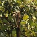 avocado pruning stub 1