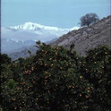 citrus and mountains