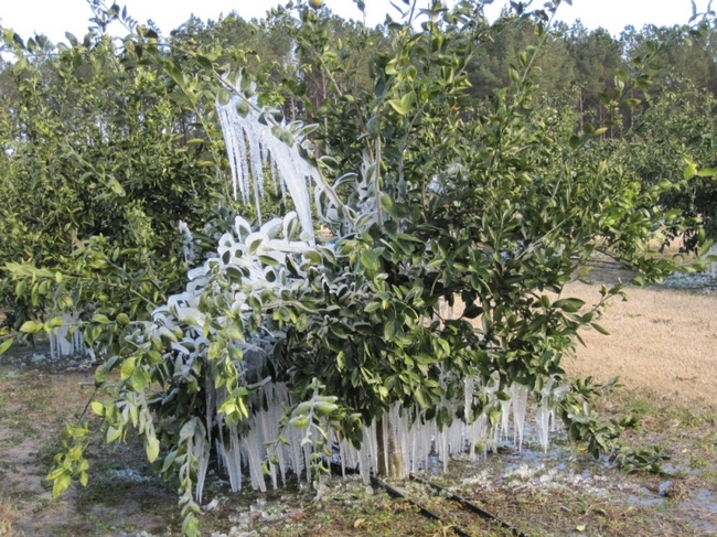 frost satsuma irrigation