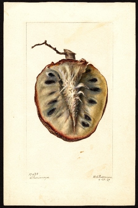 cherimoya usda drawing