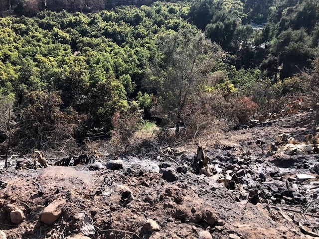 scorched tree