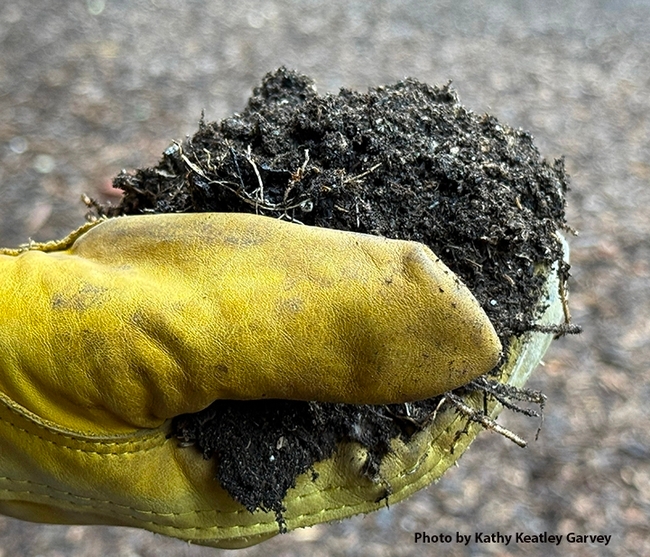 handfull of dirt