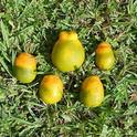 hlb defprmed citrus