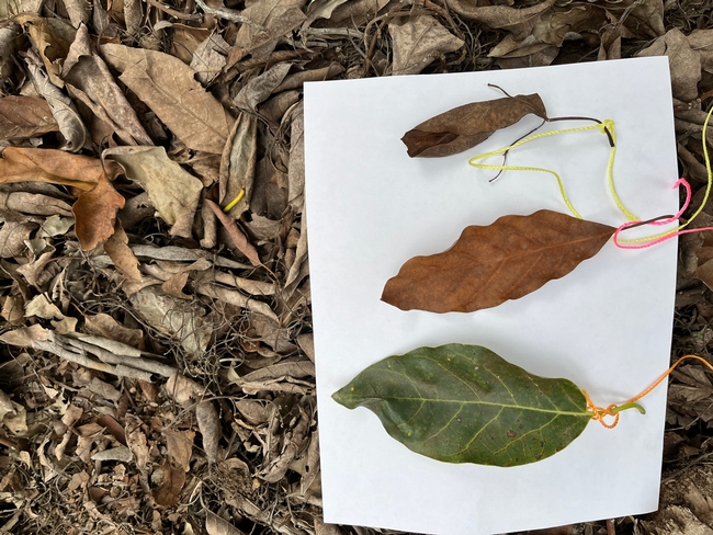 avocado leaf decopose stages