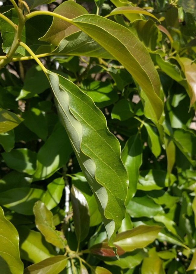 waxy avocado leaf