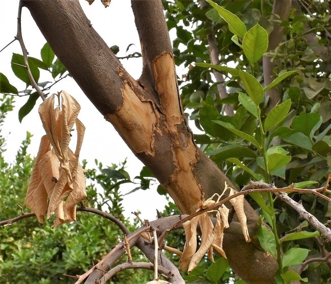 rat damage citrus bark