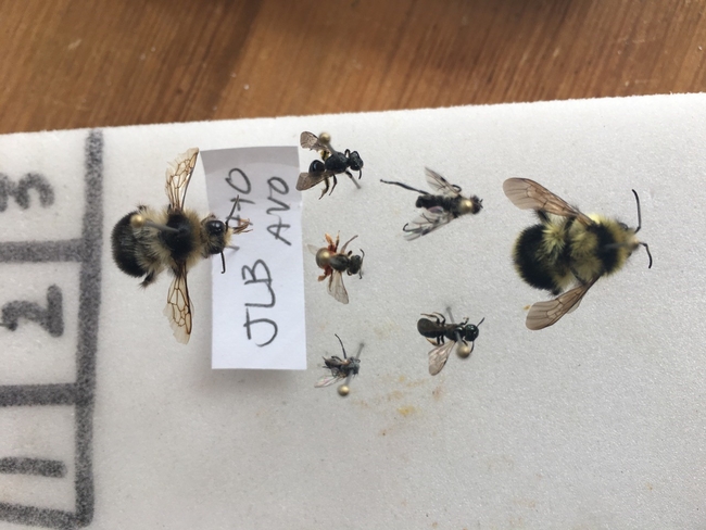 bees pinned 2