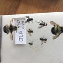 bees pinned 2