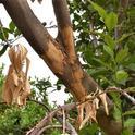 rat damage citrus bark