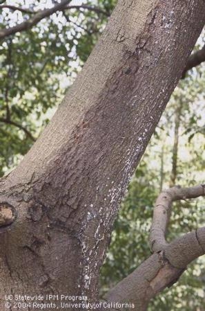 Black Streak can occur on trunks oro branches as small, scattered cankers.  The name cones from the balckening that occurs around the infected area.