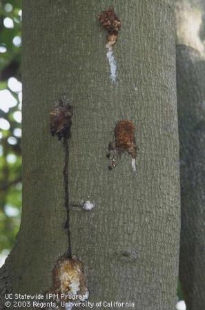 Bacterial Canker causing discrete silver dollar-sized cankers.  The exudate running down from the bottom edge results when a knife is poked into it.  The cankers tend to run in a line up the trunk or branch.