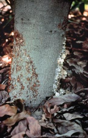 Citricola crown rot with the cankers girdling the trunk.  It appears near the ground.