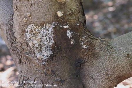 dothiorella canker