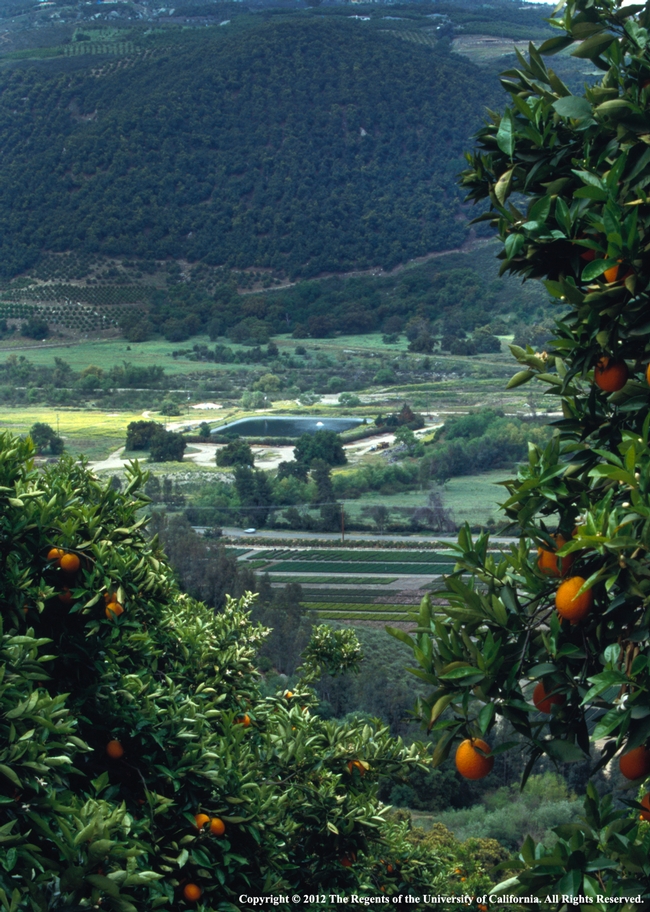 citrus irrigation