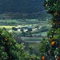 citrus irrigation