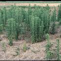 horseweed