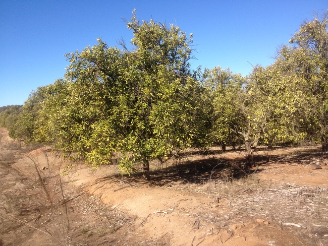 A Citrus Grove with the Water Turned Off