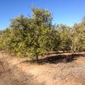 A Citrus Grove with the Water Turned Off