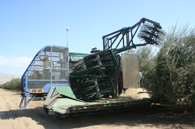 olive mechanical harverst
