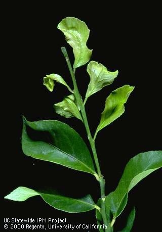 broad mite on leaves