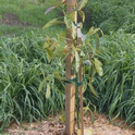 young avocacdo tree