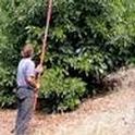 avocado pruning