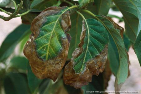 avocado leaf necrosis