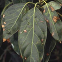spotted leaf blight