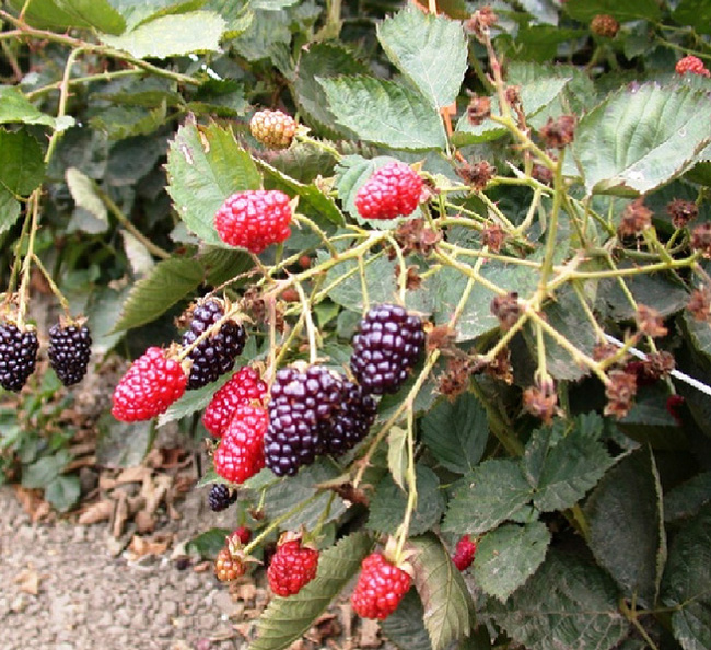 bblackberry 1