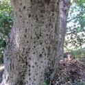 foamy bark oak