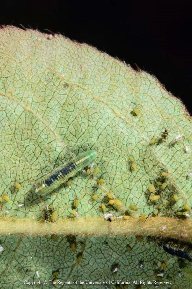 syrphid larvae