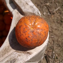 scale mandarin