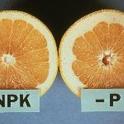 p deficiency in citrus