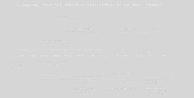 navel phenological stages