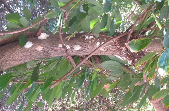 Sugary exudate on trunks or branches may indicate a PSHB attack. Note that exudate may be washed off after rain events and therefore may not always be present on a heavily infested branch.