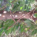 Sugary exudate on trunks or branches may indicate a PSHB attcak.