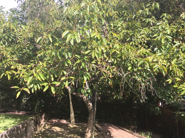 avocado tree