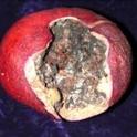 blackheart pomegranate