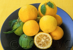 Yuzu fruit bowl