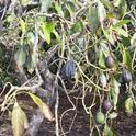 avocado shrivelled canopy