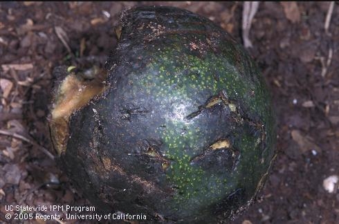 Avocado damaged by coyote