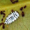 scymnus larvae